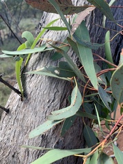 Eucalyptus persistens