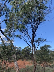 Eucalyptus persistens