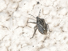 Eudolycoris alluaudi