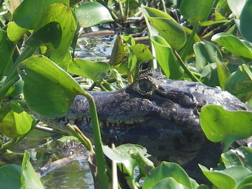 Caiman yacare