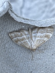 Idaea circuitaria