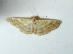 Idaea circuitaria