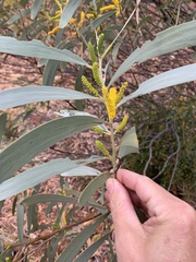 Acacia gonoclada