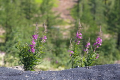 Chamaenerion angustifolium