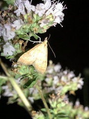 Udea fulvalis