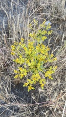 Euphorbia seguieriana