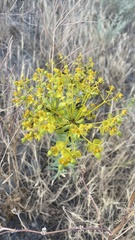 Euphorbia seguieriana