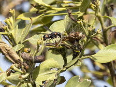 Ancistrocerus haematodes