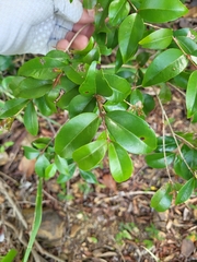 Eugenia biflora