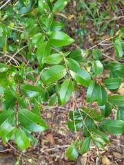 Eugenia biflora