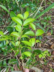 Eugenia biflora