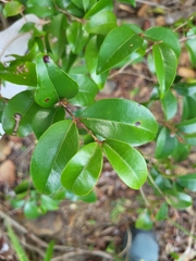 Eugenia biflora