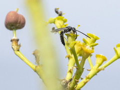 Poecilotiphia gracilis