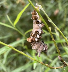 Limenitis lorquini