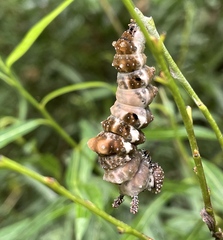 Limenitis lorquini