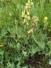Astragalus mahoschanicus