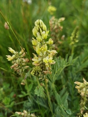 Astragalus mahoschanicus