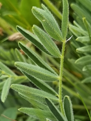Astragalus mahoschanicus