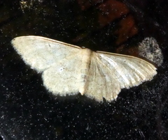 Idaea deversaria