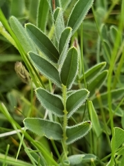 Astragalus mahoschanicus