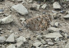 Pseudochazara hippolyte