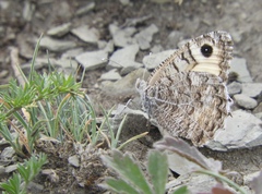 Pseudochazara hippolyte