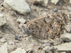 Pseudochazara hippolyte