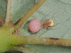 Theridion flavonotatum