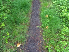 Paxillus rubicundulus