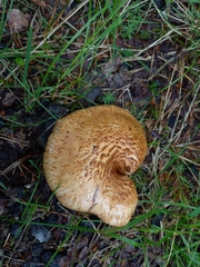 Paxillus rubicundulus