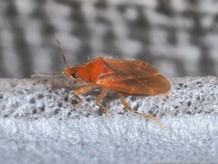 Lasiochilus pallidulus