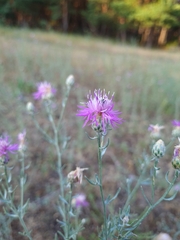 Centaurea borysthenica