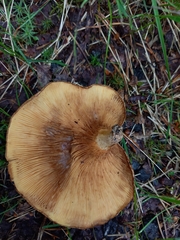 Paxillus rubicundulus