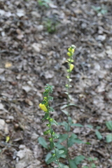 Pedicularideae