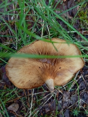Paxillus rubicundulus
