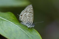 Leptotes pirithous