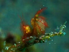 Phycocaris simulans