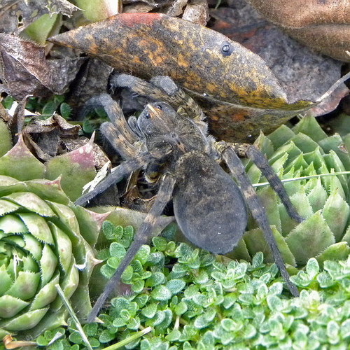 Woodland Giant Wolf Spider