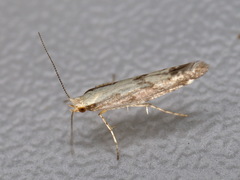 Argyresthia conjugella
