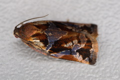 Archips oporana