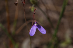 Utricularia leptoplectra