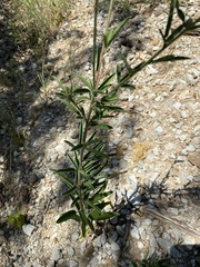 Desmodium sessilifolium