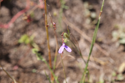 Image of Utricularia leptoplectra by (c) Hugo Innes, some rights reserved (CC BY)