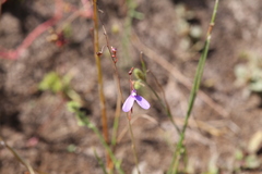 Utricularia leptoplectra