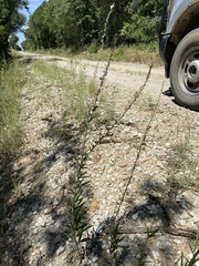 Desmodium sessilifolium