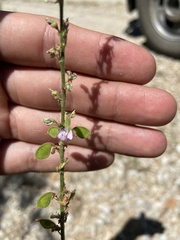 Desmodium sessilifolium