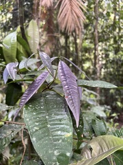 Lindsayomyrtus racemoides