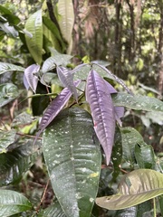 Lindsayomyrtus racemoides