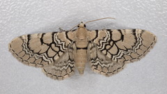Eupithecia venosata