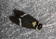 Formotosena seebohmi